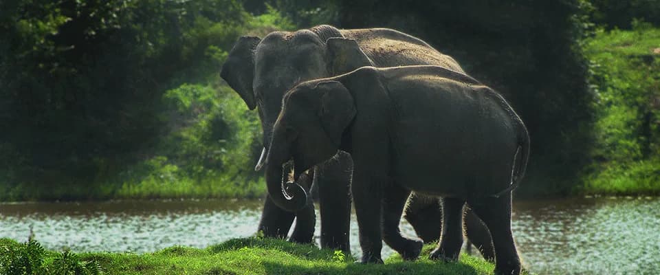 Chelsea Tours Sri Lanka travel photo 24