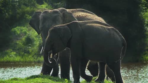 Seven-night holiday: Yala, Galle, Madu River, Kandy, Nuwara Eliya, Colombo
